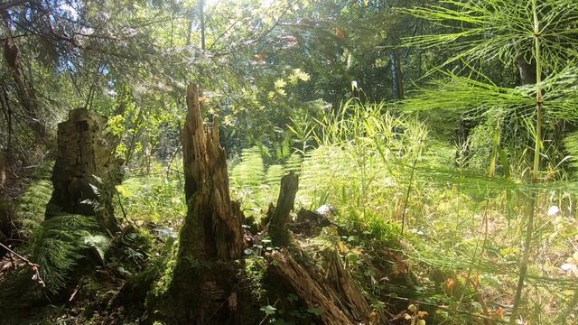 Звуки летнего леса для расслабления, глубокого сна, для медитации. смотреть онлайн