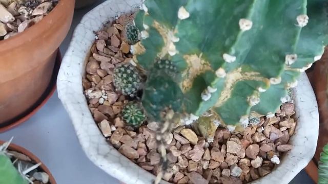 КАННА и СТАПЕЛИЯ цветут.Обзор Цветущих!! смотреть онлайн