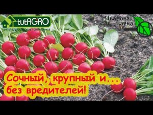 ИЮНЬ - ВРЕМЯ ПОСЕВА! Даже РЕДИС вырастет вкусным и сочным! Главное - ЗНАТЬ и ПРИМЕНИТЬ этот СЕКРЕТ!