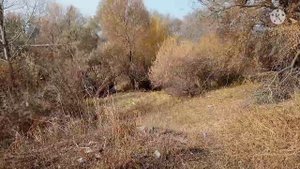 Осенняя дисковка полевных полей . Подготовка под пахоту.