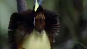 Танец райских птиц.flv