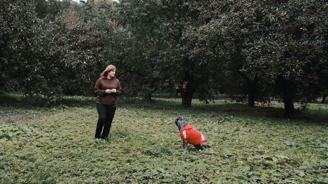 Прогулка в яблочном саду