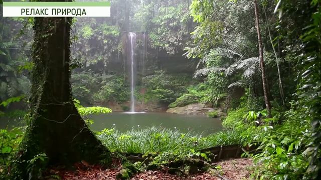 Звук дождя в тропическом лесу у водопада. смотреть онлайн