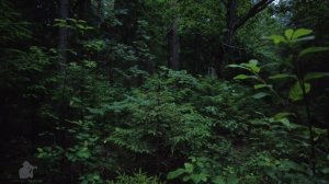 Когда идет дождь.  sounds of rain    #nature #russia #forest