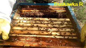 Пчёлы. Как выбрать правильную рамку расплода для усиления семей. И не будет роения! #TruskawkaR