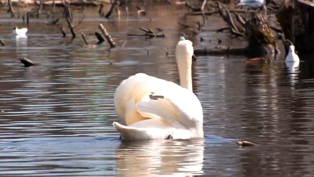 Прогулка. Снято на Canon xh a1s смотреть онлайн