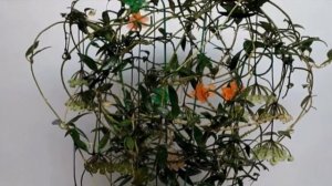 HOYA UNBOXING | Mirabilis Splash