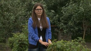 Агротекс 17 и приствольный круг: применение агроволокна для облепихи и смородины