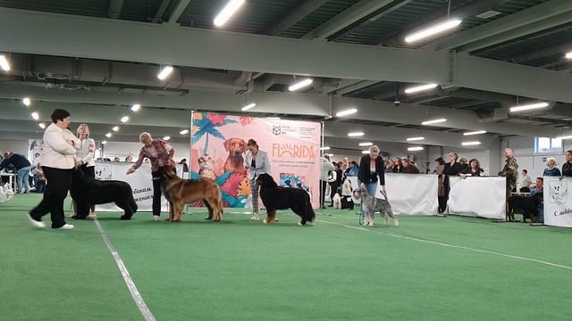 30.09.2023, СПб. Клуб "Элита-Центр". Выставка собак всех пород "НЕВСКАЯ РАПСОДИЯ" смотреть онлайн