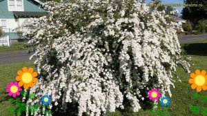 Спирея ниппонская Сноумунд. Краткий обзор, описание характеристик spiraea nipponica Snowmound