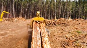 Финляндия ошеломлена введением Россией ограничений на экспорт древесины