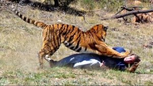 10 ФАКТОВ  О САМОЙ КРУПНОЙ КОШКЕ НА ЗЕМЛЕ - ТИГРЕ