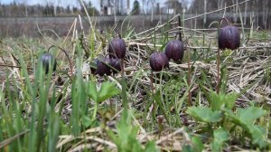 Рябчик шахматный