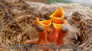 «Сонник Птенец приснился, к чему снится во сне Птенец»