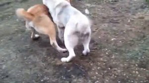 Сука алабай нападает на кобеля. Собаки породы Алабай. . Домашнее видео САО