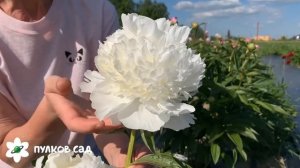 Luxor peony. Люксор пион. Пулков сад