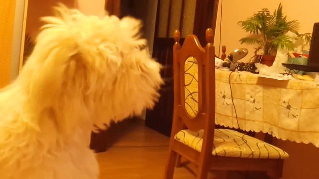 Спів мальтезе