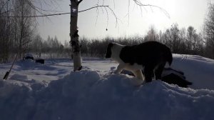 САО. АЛАБАИ/ВОЛКОДАВЫ. 🤣"ДОЧКИ -МАТЕРИ"/МОРОЗ И СОЛНЦЕ ДЕНЬ ЧУДЕСНЫЙ! СКОРО КОНЧИТСЯ ЗИМА!