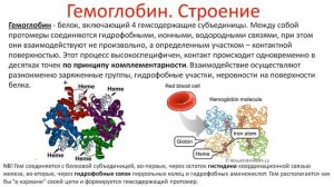 Биохимия. Лекция 5. Гемоглобин. Миоглобин.