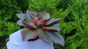 Echeveria Salsa Verde