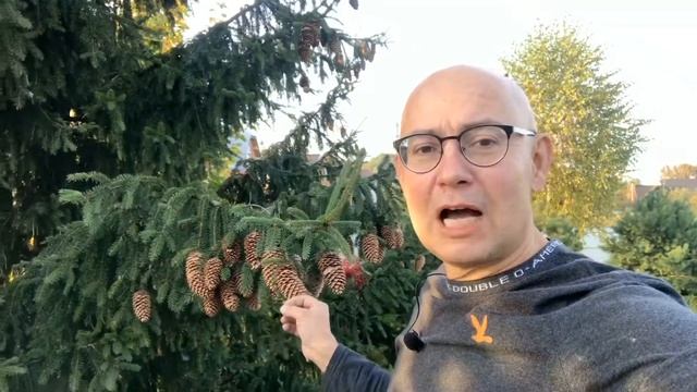 Время собирать шишки. Новогодний сезон открываем в октябре!