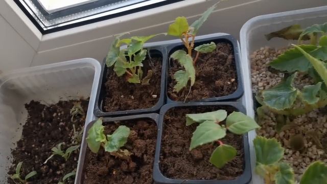 Покажу свои подоконники смотреть онлайн