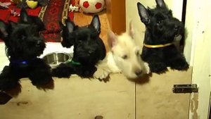 Щенки Скотч-Терьера.