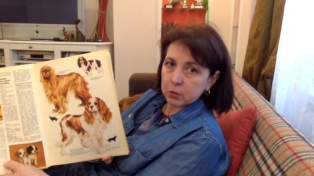 Чем отличаются Кавалер Кинг Чарльз спаниель от Кинг Чарльз Спаниеля? смотреть онлайн