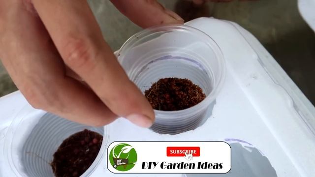 How to grow coriander in Styrofoam Box with water | Growing coriander from seed смотреть онлайн