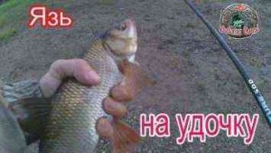 Язь на удочку. Супер клев/Рыбалка Севера.