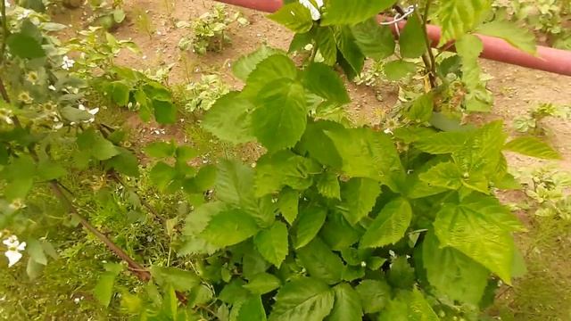 Ежевика, сорт "Натчез", ранняя. Цветёт. смотреть онлайн