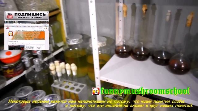 Вёшенка. ВАЖНО! Жидкий Мицелий МЕТАБОЛИЗМ и ЦИКЛ КРЕБСА