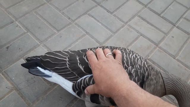 Сравнение материала изготовления чучел уток и гусей, ghg xd, softplast,sportplast,avianx