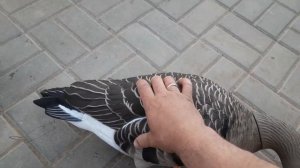 Сравнение материала изготовления чучел уток и гусей, ghg xd, softplast,sportplast,avianx