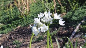 Allium neapolitanum - Cyprus