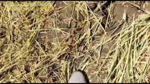 Глубокорыхлитель РВН-3