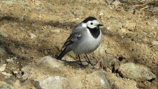 Белая трясогузка весной, White Wagtail In Spring