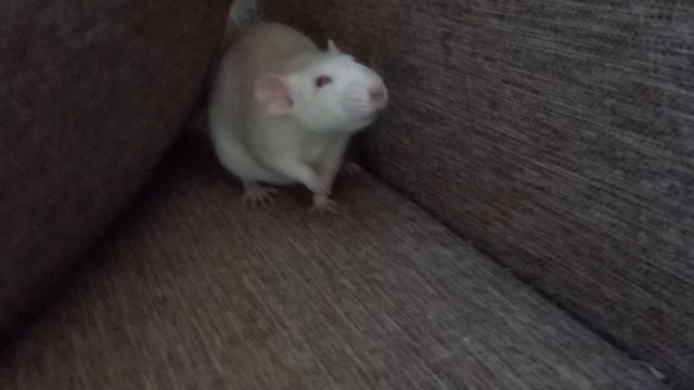 рассказ про крыс смотреть онлайн