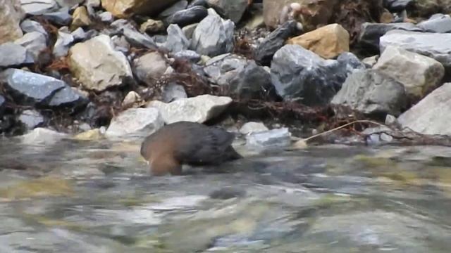 White-fronted Dipper: Ordesa y Monte Perdido National Park, Aragon, Spain - May 2019 смотреть онлайн