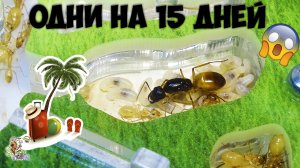 Уехал в отпуск на 2 недели ● Как подготовить муравьев к длительному отсутствию ухода?