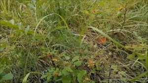 Грибы: белые,подосиновики в Омске 2021г.|Белые грибы в Омске.|Сбор белых грибов и подосиновиков .