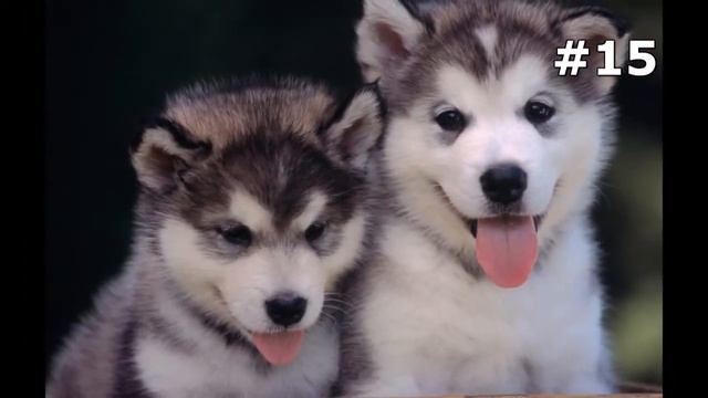 #15. Собаки (В мире животных) смотреть онлайн