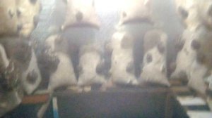 Выращивание вешенки в домашних условиях