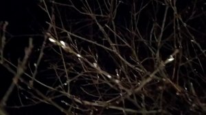 На Праздник Введения распускается верба