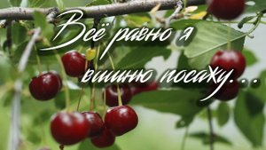 ВИШНЯ / Разбор на гармони по цифрам + Полная версия песни