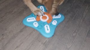 Умная развивающая игрушка для собак/кормушка/головоломка