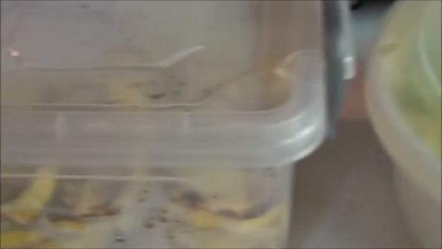 Удивительный салатный овощ-эндивий (салатный цикорий)/часть 2 смотреть онлайн