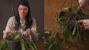 Pseudorhipsalis ramulosa (Red Mistletoe Cactus) Houseplant Care — 36 of 365