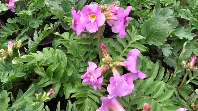 Incarvillea delavayi ´Deli Rose´ čes. dvojostice Delavayova смотреть онлайн