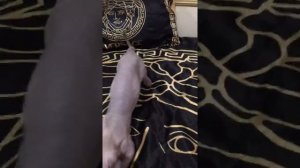 Котята двэльф питомник AURUM Pride.